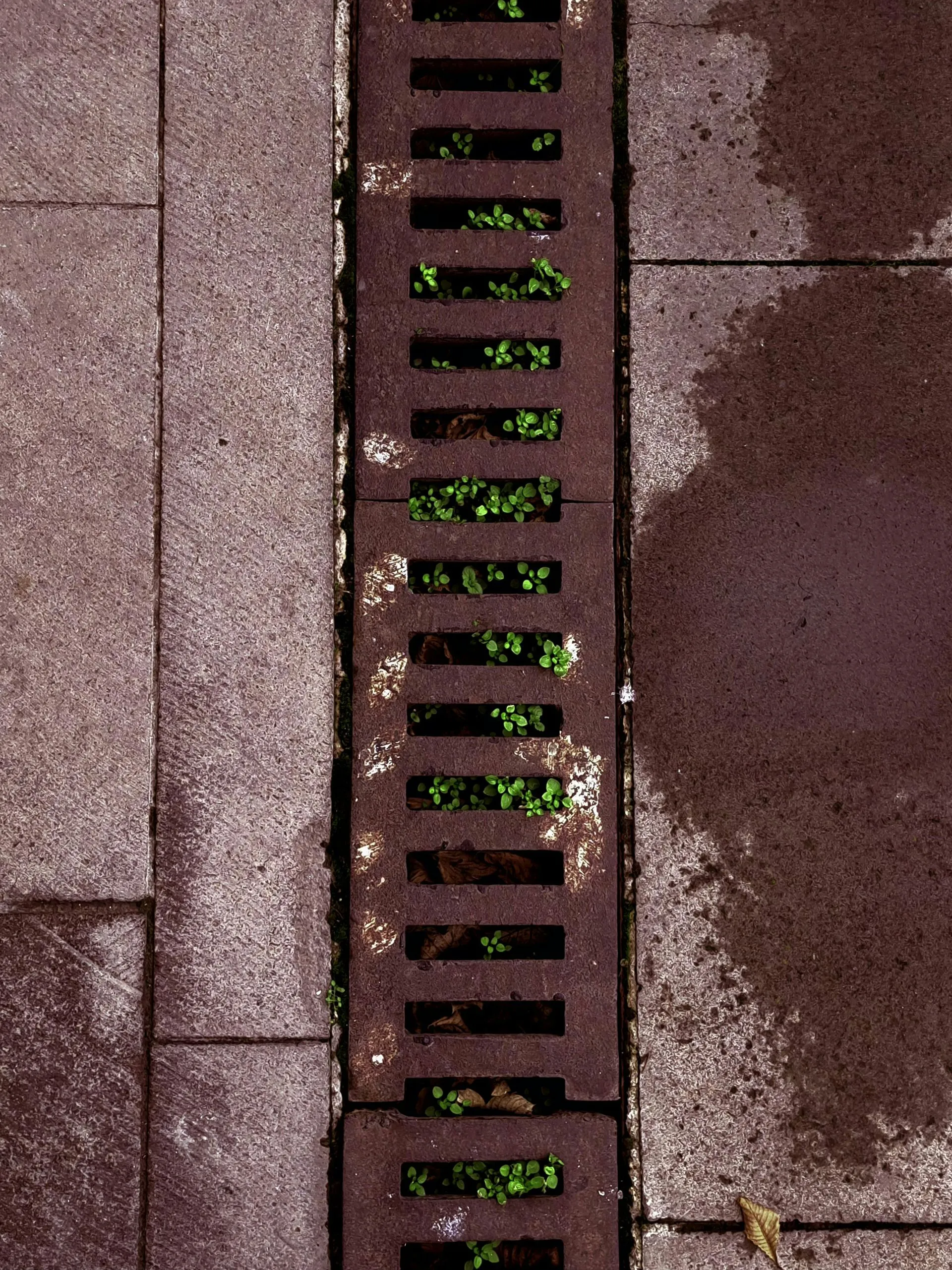 Brown brick wall with a narrow metal drain grate and green moss or debris inside